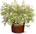 Miss Lemon Abelia (1.5 Gallon) Flowering Evergreen with Variegated Foliage and Pink Blooms - Full Sun to Part Shade Live Outdoor Plant - Southern Living Plants
