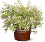 Miss Lemon Abelia (1.5 Gallon) Flowering Evergreen with Variegated Foliage and Pink Blooms - Full Sun to Part Shade Live Outdoor Plant - Southern Living Plants
