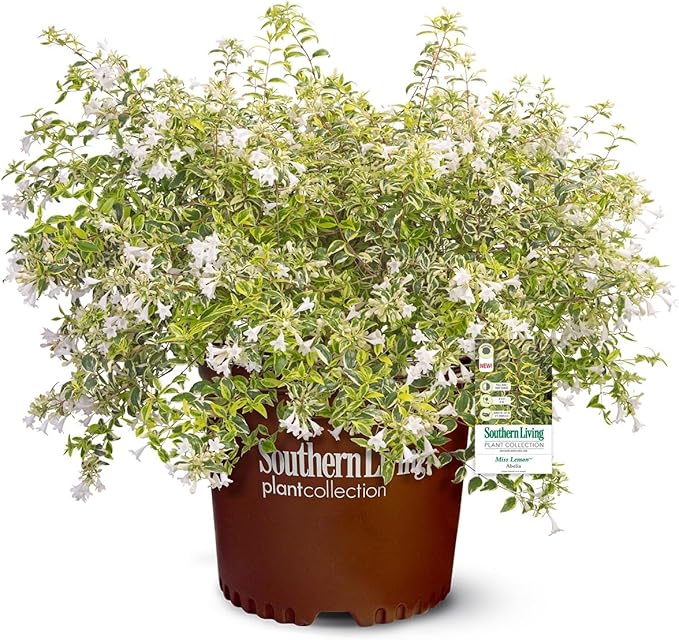 Miss Lemon Abelia (1.5 Gallon) Flowering Evergreen with Variegated Foliage and Pink Blooms - Full Sun to Part Shade Live Outdoor Plant - Southern Living Plants