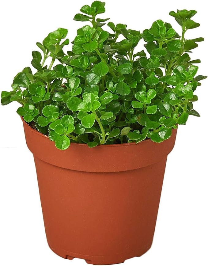 Nettle 'Baby's Tear' Live Plant for Indoor | Different Houseplants in 4'' & 6'' Pot | Real House Plant for Living Room, Office, Desk & Bathroom | Baby tear's