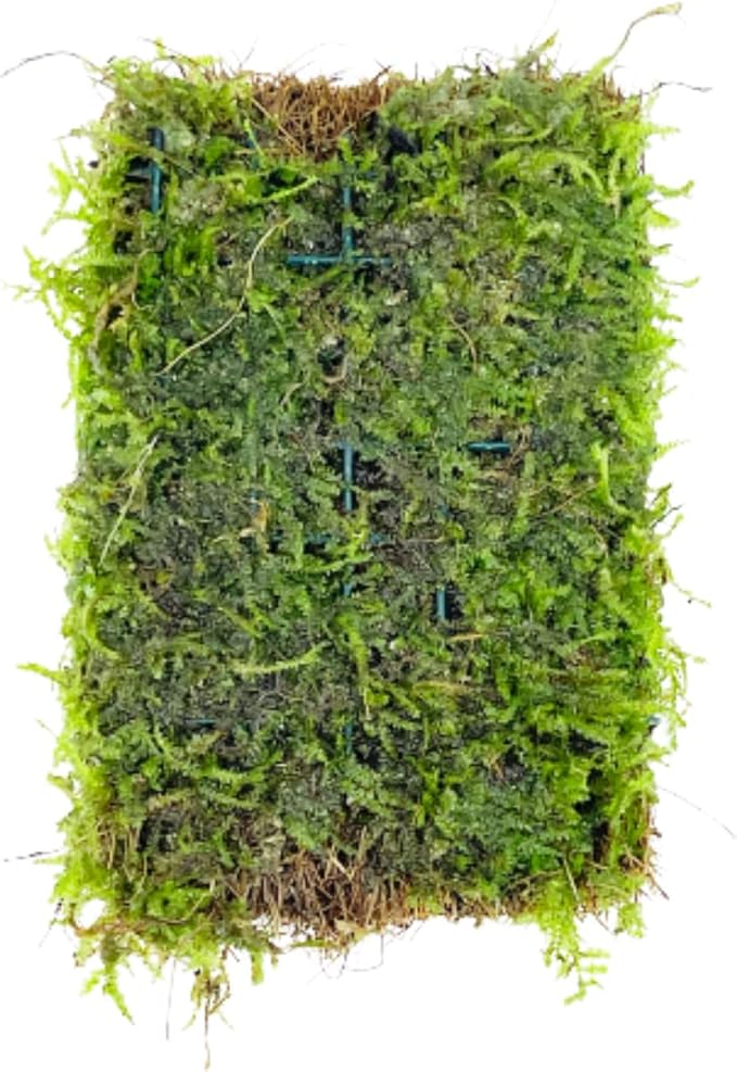 Java Moss Vesicularia Dubyana Mats US Grow Live Aquarium Plant Tropical Freshwater Decorations BUY2GET1FREE