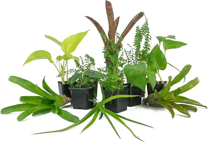 Josh's Frogs 12x12x24 Vivarium Plant Kit (3 Plants)