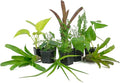 Josh's Frogs 12x12x24 Vivarium Plant Kit (3 Plants)