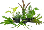 Josh's Frogs 12x12x24 Vivarium Plant Kit (3 Plants)