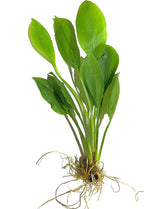 Marcus Fish Tanks - 3X Amazon Sword Echinodorus Bleheri Easy Live Aquarium Plants for Aquatic Freshwater Fish Tank