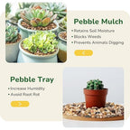 GreatBuddy 5-lb Decorative Rocks for Plants, 1/5" Pea Gravel for Fish Tanks, Aquariums, Terrarium, Drainage Pebbles for Potted Plants, Succulents, Garden Landscaping, Crafts, Indoor&Outdoor