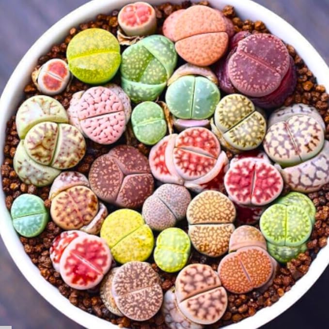 20 Pack Assorted Lithop Live Plants, Rare Living Stone Succulents Plants Live for Indoor Gardens, Lithops Seedlings