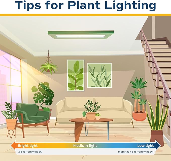 Costa Farms Hoya Heart Live Plant in Decorative Pot, Easy to Maintain Succulent Indoor Houseplant, Perfect for Home, Room, or Office Decor, Great House Warming or Birthday Gift, 5 Inches Tall
