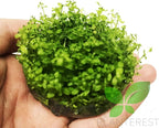 Micranthemum Micranthemoides Pearlweed Tissue Culture Vitro Cup Freshwater Carpet Live Aquarium Plants Decoration BUY2GET1FREE