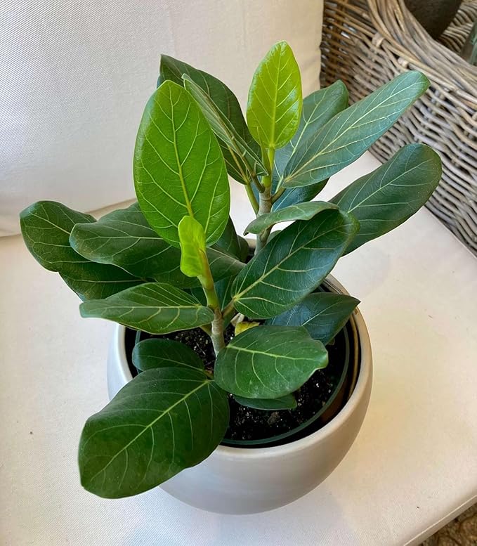 Audrey Ficus Tree - 4 Live Starter Plants in 2 Inch Pots - Ficus Benghalensis - Stunning Easy Care Interior Houseplant
