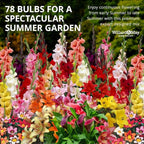 Complete Flower Bulb Garden - 75 Bulbs for 50 Days of Continuous Blooms (Summer Color from July Through October) - Easy to Grow Summer Planting Bulbs by Willard & May