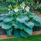 290+ USA PERMIUM Giant Hosta Seeds for Planting Indoor Outdoor-Non GMO Heirloom Fragrant Shade Garden Flowers