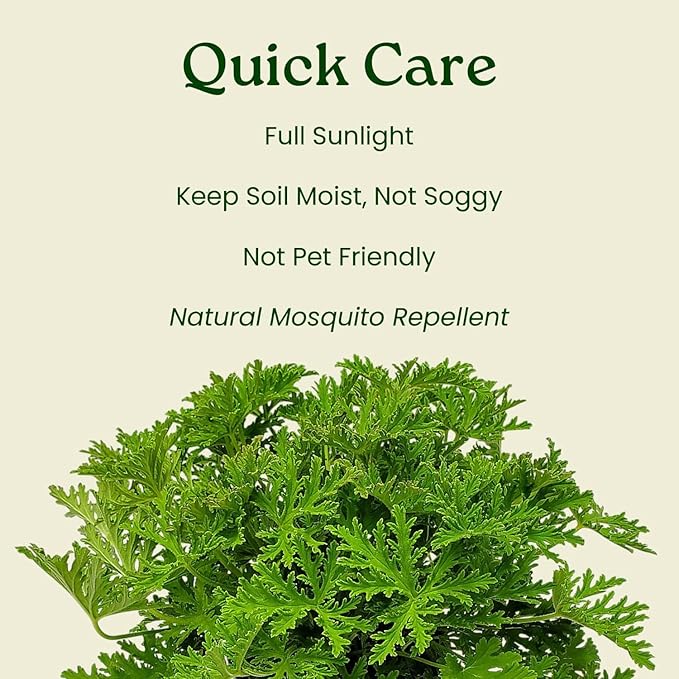 Citronella Plant - Mosquito Plant - Pelargonium Citrosum - Live Outdoor Plants - Overall Height 12" to 16" - 1 Gallon - Tropical Plants of Florida (Plant Only)