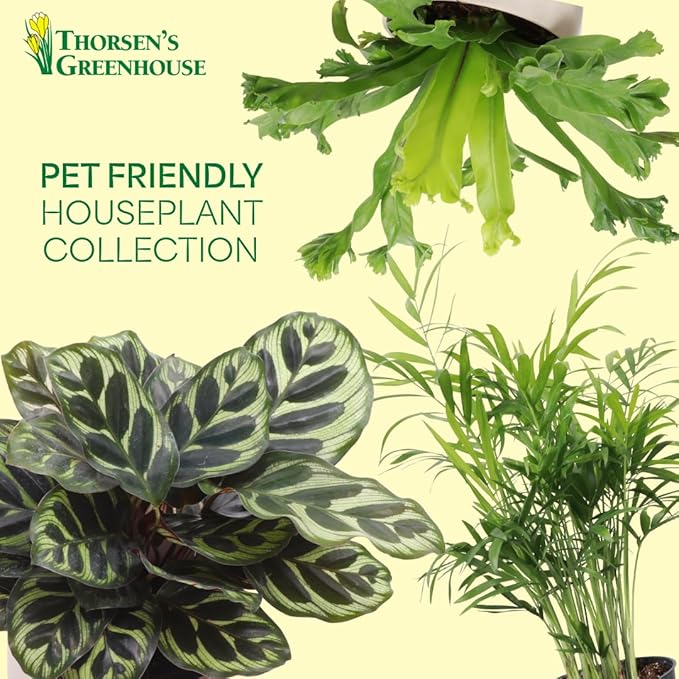 Thorsen's Greenhouse Live Pet Safe Houseplants (4 Pack), Easy to Grow, Pet Friendly & Non-Toxic, Grower's Choice Bundle, 4-inch Diameter Established Plants, Nursery Pot (4-Pack)