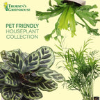 Thorsen's Greenhouse Live Pet Safe Houseplants (3 Pack), Easy to Grow, Pet Friendly & Non-Toxic, Grower's Choice Bundle, 4-inch Diameter Established Plants, Coffee Ruffled Pot (3-Pack)