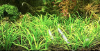 15x Dwarf Sagittaria Subulata Dwarf Sag Live Aquarium Plants Aquatic Carpet Plant Buy 2 GET 1FREE