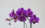 Athena's Garden Live Orchid Plant, Purple, Double Spike Phalaenopsis Blooming in Glass Container, Long Lasting, Easy Care, Model: Orchid PA-OPP3P