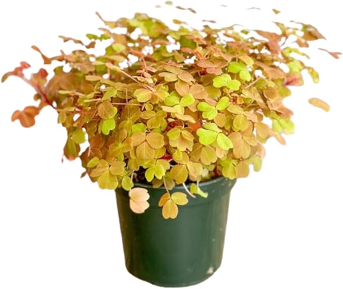 Oxalis Golden Live Plant in 4-Inch Pot - Vibrant Golden-Yellow Foliage, Low Maintenance Houseplant for Indoor/Outdoor Décor and Unique Gift Ideas (Heat Pack Included)