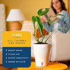 Costa Farms Monstera Burle Marx Flame, Live Plant in Self Watering Pot, Air Purifying Indoor Houseplant, Home, Room, or Office Decor, House Warming or Birthday Gift, 12-18 Inches Tall