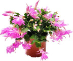 Thanksgiving Cactus, Pink Seasonal Blooms, Live Indoor Plant, Flowering Houseplant, Christmas Cactus, 6-Inch Pot, Holiday Decor, Pet Safe, Free Heat Pack