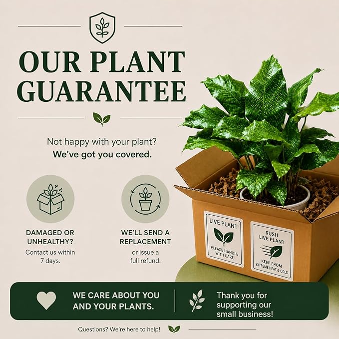Calathea Network Live Plant - Indoor House Plant, Prayer Plant Live for Air Purifier, Unique Plants Live Houseplants for Plant Gift, Rare Calathea