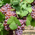 Vanessa Seedless Red Table Grape Vine, Live Fruit Plant, 2.5 Qt Potted, Garden Ready