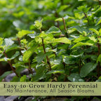Clovers Garden Catmint (Nepeta) Plants – Two (2) Live Plants – Non-GMO - Not Seeds - Each 4" to 8" Tall – in 4" Inch Pots – Natural Mosquito Plant - Hardy Flowering Perennial Herb, Pollinator Favorite