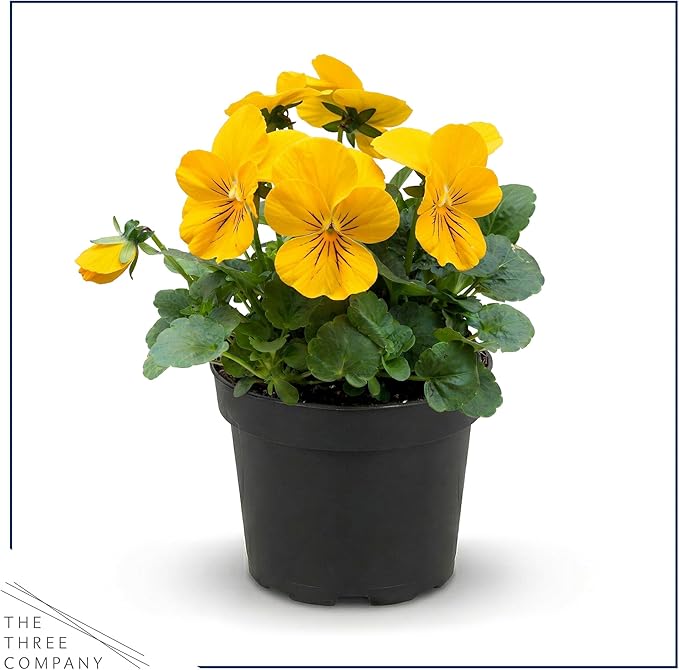 Live Healthy Flowering Pansies - Yellow (4 Plants Per Pack), Beautiful Winter Color, 6" Tall by 4" Wide in 1 Pint Square Pot