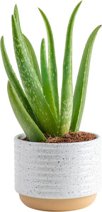 Altman Plants, Live Snake Plant, Sansevieria trifasciata Superba & Costa Farms Aloe Vera, Live Succulent Plant, Easy Care Indoor Houseplant in Modern Décor Planter