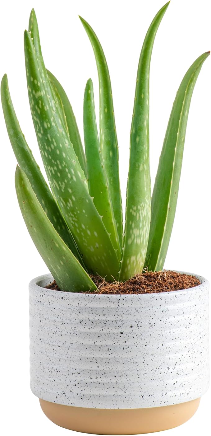 Live Succulents in White Planter Pots (3 PK), Live Succulent Plants Live Plants in Succule & Costa Farms Aloe Vera, Live Succulent Plant, Easy Care Indoor Houseplant in Modern Décor Planter