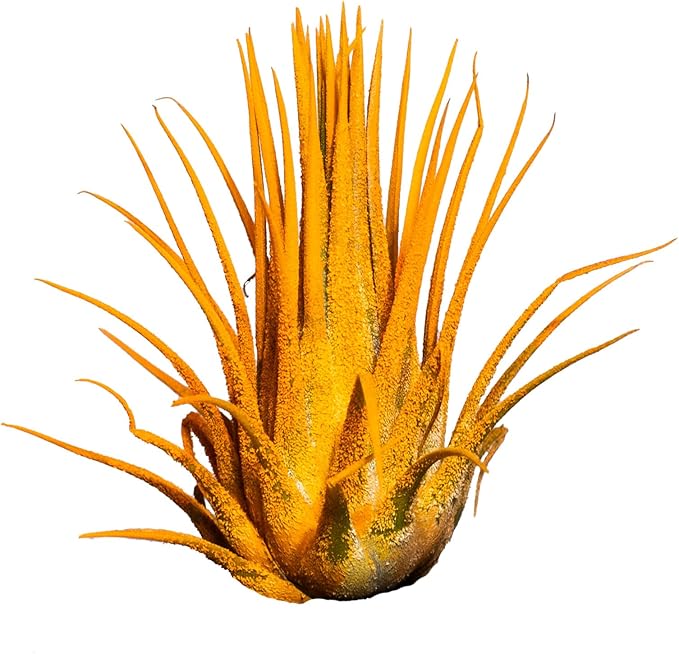 Air Plants - Tillandsia Ionantha - Organically Enhanced Color - Live Arrival Guaranteed - House Plants for Home Decor & Gift (9 pk Combo, 3pk Blue Bell + 6pk Mix)