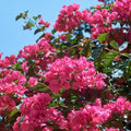 2 Bougainvillea Live Plants, Tropical Bougainvillea Flowering Vine, Fast Growing Outdoor and Container Plant, 4-8'' Tall (Vibrant Pink)