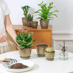 Sureasy Ceramic Plant Pots, 4.7 Inch Flower Pots for Indoor Plants, Succulent Pots with Saucer and Drainage Hole, Decorative Planter for Succulent, Cactus, Set of 4, Green