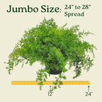 Sprengeri Asparagus Fern Hanging Basket 10" – Live Plant with Lush Green Foliage – Air-Purifying, Easy-Care Houseplant for Indoor & Outdoor Spaces – 24" to 28" Spread – Tropical Plants of Florida