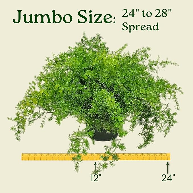 Sprengeri Asparagus Fern Hanging Basket 10" – Live Plant with Lush Green Foliage – Air-Purifying, Easy-Care Houseplant for Indoor & Outdoor Spaces – 24" to 28" Spread – Tropical Plants of Florida