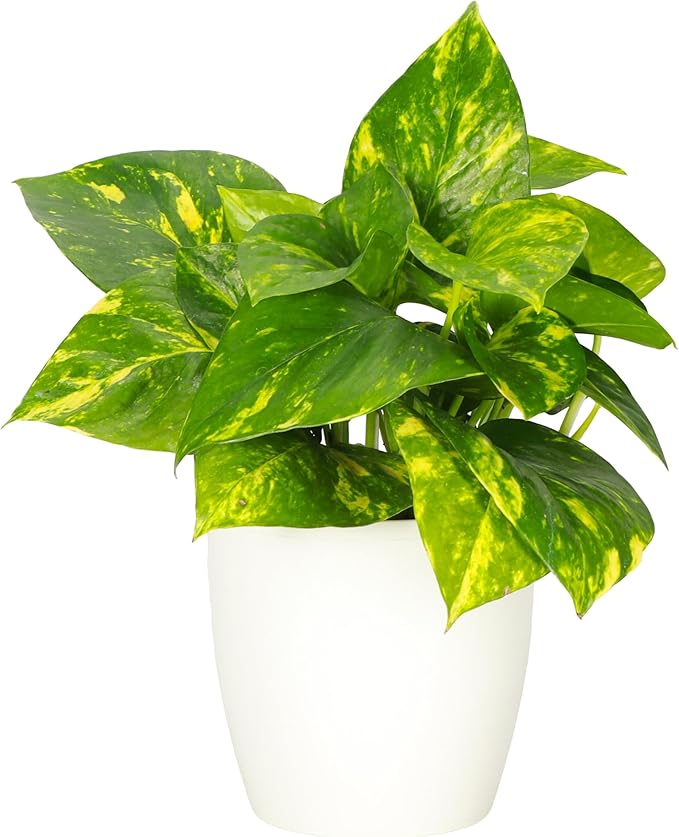 Thorsen's Greenhouse Golden Pothos, Live Indoor Vining Plant, Easy to Grow, Variegated Houseplant, Natural Air Purifier (White, 4-inch Pot)