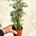 Aralia Ming Bonsai Tree Live Plant | Indoor Bonsais Plants Outdoor Garden Gifts | Stump Trees Houseplants | Starter Cuttings | Seeds (Heat Pack Included)