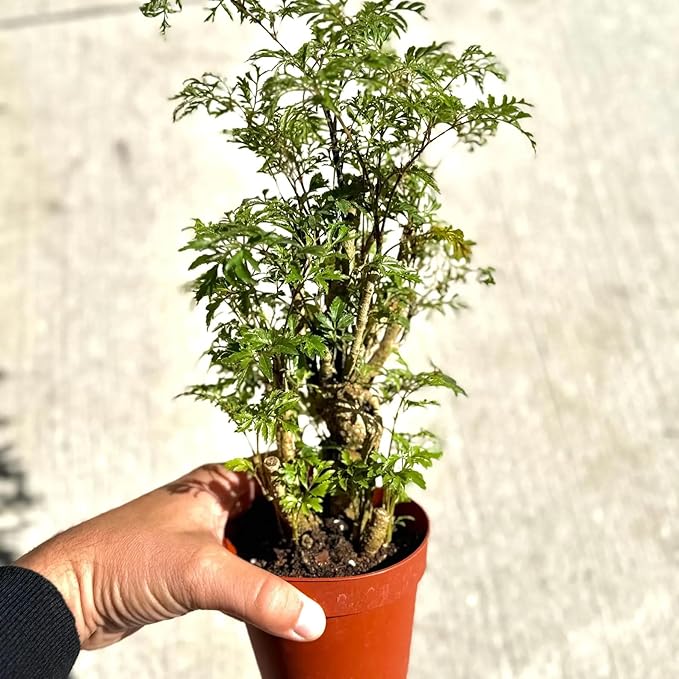 Aralia Ming Bonsai Tree Live Plant | Indoor Bonsais Plants Outdoor Garden Gifts | Stump Trees Houseplants | Starter Cuttings | Seeds (Heat Pack Included)