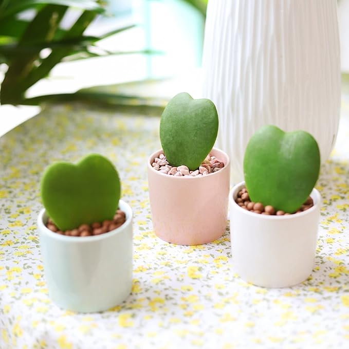 Hoya Sweetheart (4 inch) - Pet-Friendly Houseplants - Attractive Indoor Plants, Easy to Grow, Pet Safe Plants for Cats & Dogs, Ideal for Home Decor, Office & Gift