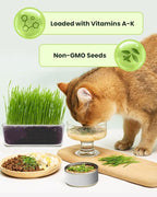 Cat Grass for Indoor Cats – 3 Pack Cat Grass Seeds, Non-GMO, High Germination | Grows in 3-7 Days, USA Harvested | Cat Grass Growing Kit for Hairball Care – Wheat Grass for Healthy Cats