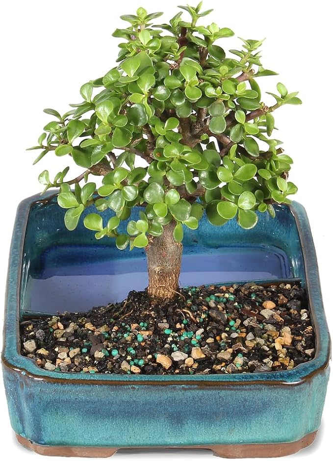 Brussel's Bonsai Live Dwarf Jade Bonsai Tree, Indoor - Medium, 4 Years Old, 8 to 12 Inches Tall - Jade Tree in Decorative Water Bonsai Pot