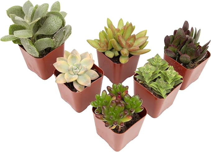 Succulents Plants Live (6PK) Potted Succulent Plants Live House Plants, Cactus Plants Live Plants Indoor Plants Live Houseplants, Indoor Plant Succulents Live Plant House Plant by Plants for Pets