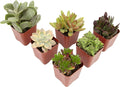 Succulents Plants Live (6PK) Potted Succulent Plants Live House Plants, Cactus Plants Live Plants Indoor Plants Live Houseplants, Indoor Plant Succulents Live Plant House Plant by Plants for Pets
