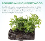 SubstrateSource Live Planted Decor - Mini Bolbitis on Driftwood - Light Green Aquatic Plant with Lush Foliage, Foreground to Midground Epiphytic Fern Placement for Aquascaping - Small, 1 Pack