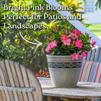 Dipladenia Bush Flower Plant - Pink Flowers Live Plant - Overall Height 22" to 26" - Tropical Plants of Florida (Plant Only)