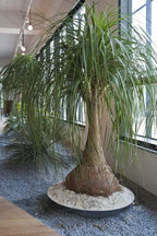 Seeds Nolina Ponytail Palm/Elephant Foot Tree/Indoor/Perennial Tree