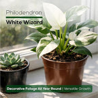 Philodendron Collection (4 Pack) - Birkin, White Princess, Pink Princess, Gloriosum-Rare Variegated Indoor Houseplants, Tropical Plants Live, Live Plants