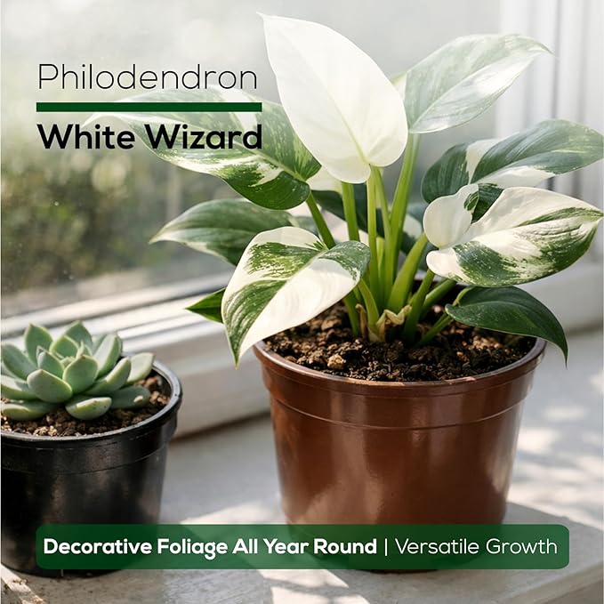 Philodendron Collection (4 Pack) - Birkin, White Princess, Pink Princess, Gloriosum-Rare Variegated Indoor Houseplants, Tropical Plants Live, Live Plants