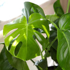 Monstera Deliciosa Live Plant (Approx. 2 ft Tall) in 8IN Grower Pot, Air Purifying Plants Indoor Plants Live Houseplants, Monstera Plant Live Plants Indoor House Plants by Plants for Pets