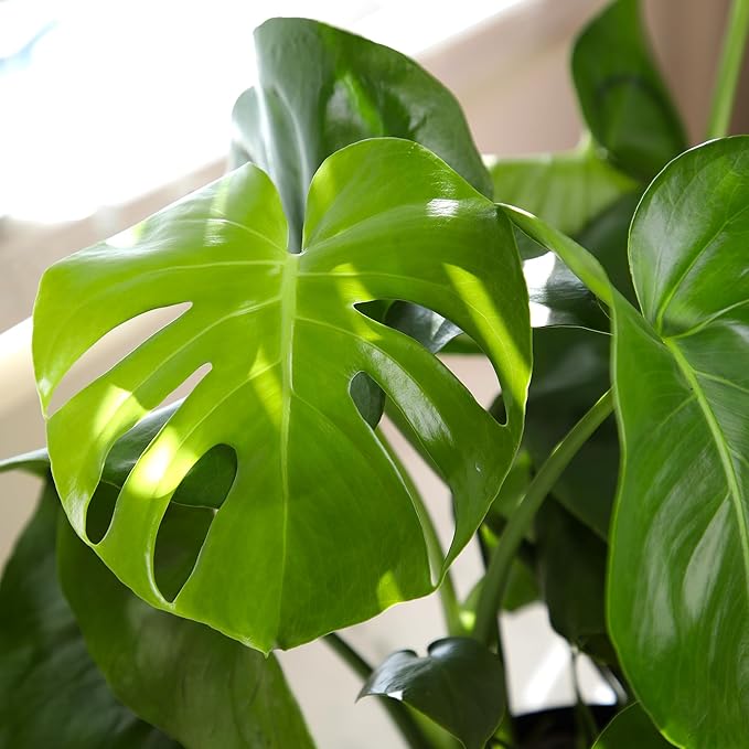 Monstera Deliciosa Live Plant (Approx. 2 ft Tall) in 8IN Grower Pot, Air Purifying Plants Indoor Plants Live Houseplants, Monstera Plant Live Plants Indoor House Plants by Plants for Pets